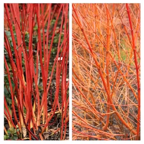 Thompson & Morgan Cornus Winter Duo Hardy Dogwood Shrub Collection, 4 x 9cm Potted Plants with Multi-Colour Stems