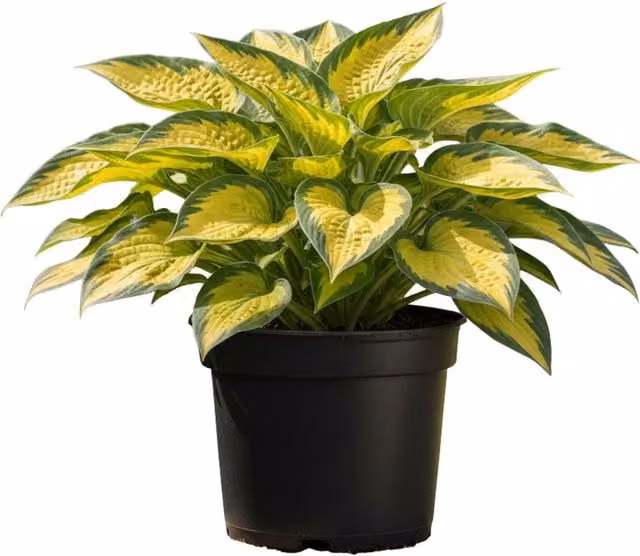 Plants By Post Hosta Francee Perennial Shade Plant, Green and White, 1L