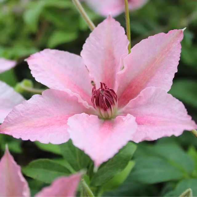 Plants By Post Clematis Fantasy Pink Perennial Climber