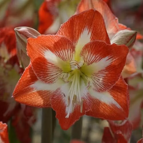 Thompson & Morgan Amaryllis Minerva Bulb with Large Red Flowers for Indoor Display