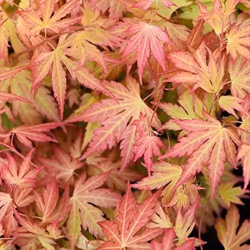 Thompson and Morgan Acer palmatum Orange Dream Japanese Maple Ornamental Tree, 2 x 3 Litre Pots – 1