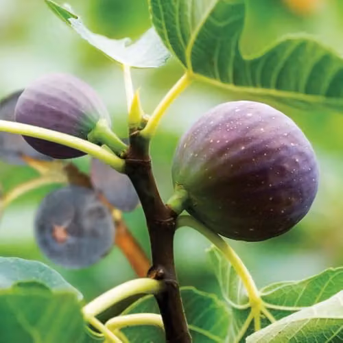 YouGarden Brown Turkey Fig Tree Standard Established Fruit Plant in 3 Litre Pot – 3