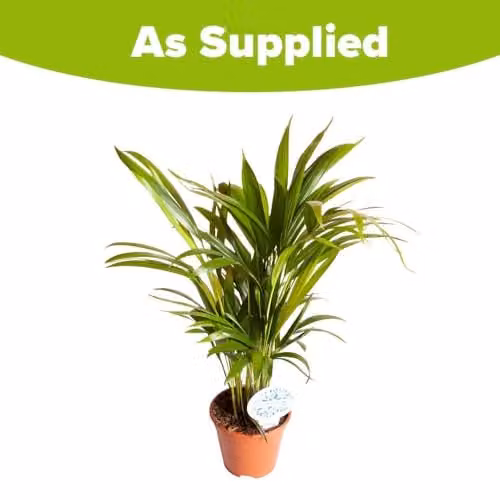 YouGarden Butterfly Areca Palm Indoor Houseplant, Green, 50-60 cm Tall, in 14 cm Pot – 3