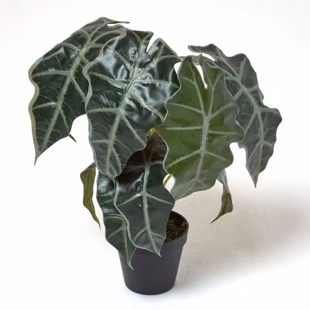 Homescapes Amazonica Elephant Ear Potted Green Plant, Height: 50 cm