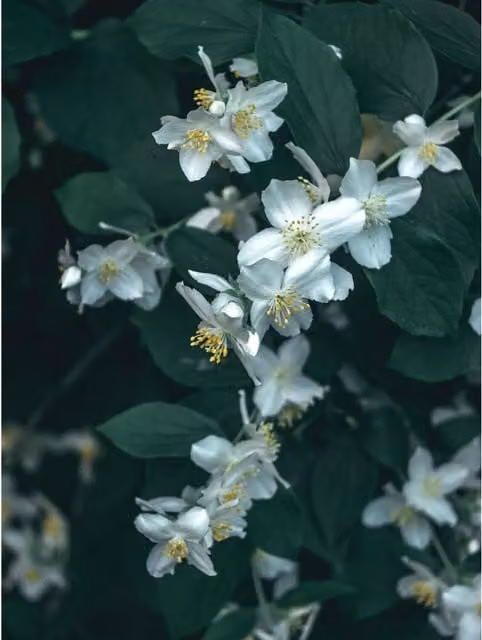 Direct Plants Philadelphus Belle Etoile Mock Orange White Ornamental Garden Shrub