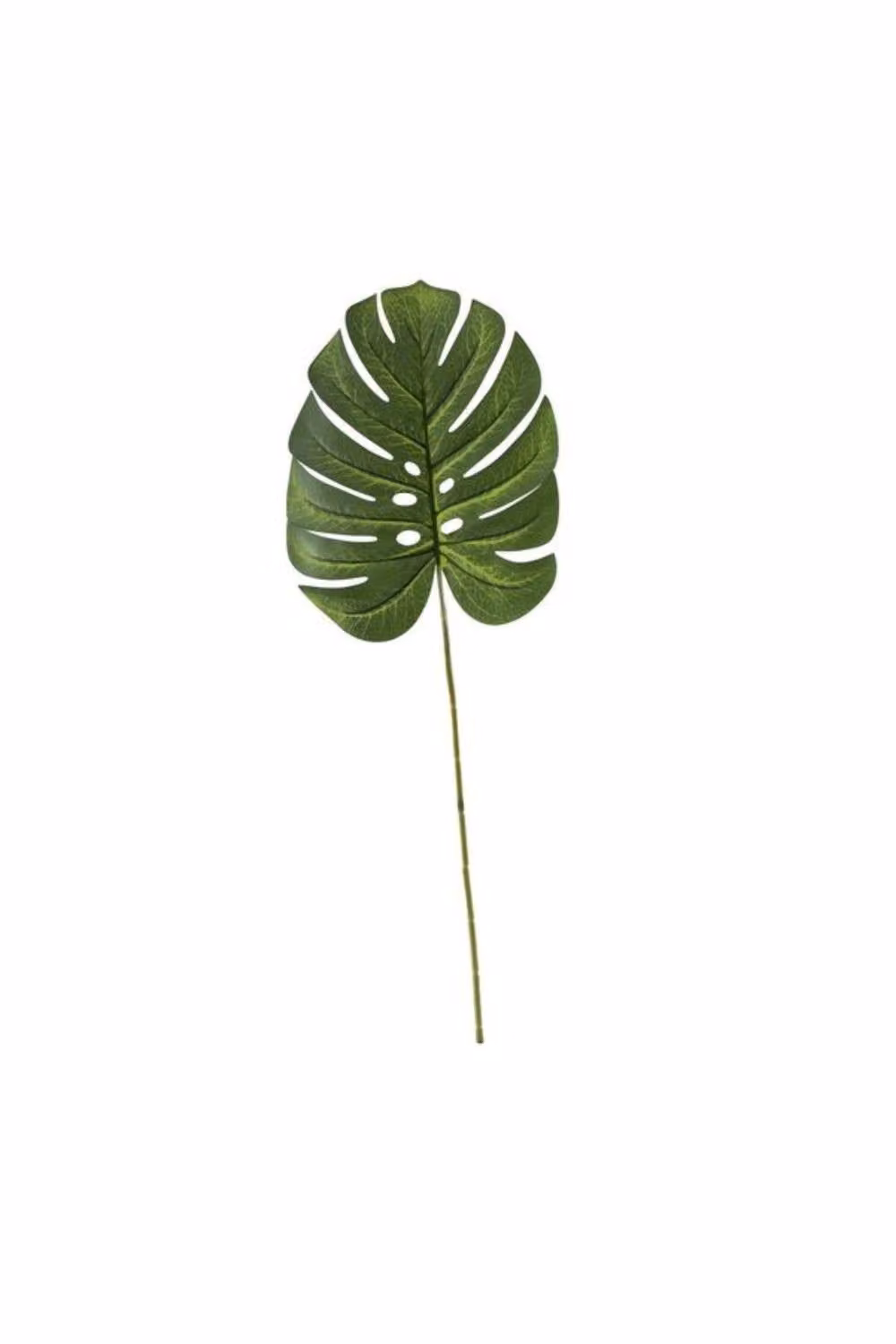 KDMD Essential Green Variegated Medium Monstera Leaf, 71 cm, 6 Pack