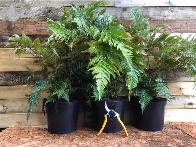 Direct Plants Fern Dryopteris Erythrosora Green Potted Perennial Outdoor Ornamental Garden Plant