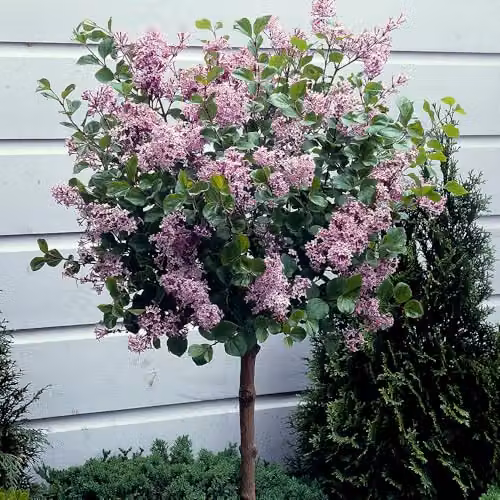 YouGarden Pair of Syringa Palibin Lilac Ornamental Trees, Purple, Height: 90-120 cm, 3 Litre Pots – 3
