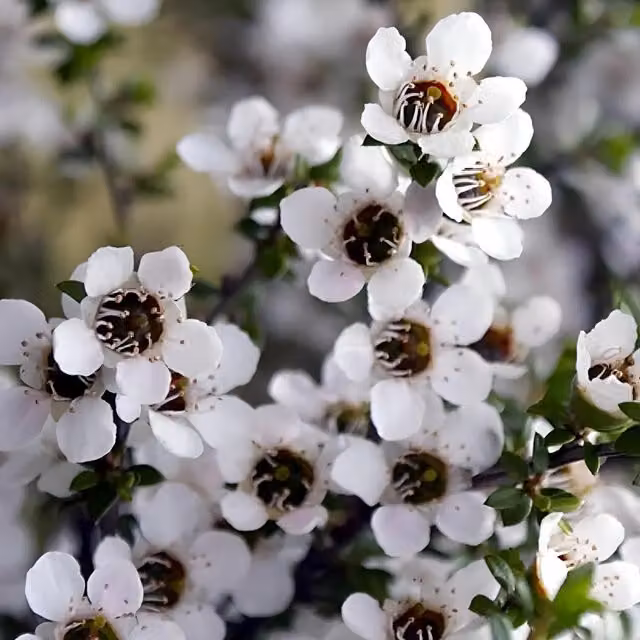 Direct Plants Leptospermum Leonard Wilson Evergreen Ornamental Garden Shrub, Red