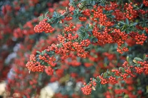 Direct Plants 6x Pyracantha Mohave Red Evergreen Hedging Plants in 3L Pots