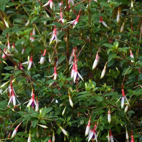 Thompson and Morgan Fuchsia magellanica Arauco Hardy Tri-Colour Flowering Ornamental Shrub with Red, White and Purple Blooms, 2 Litre Pot – 2