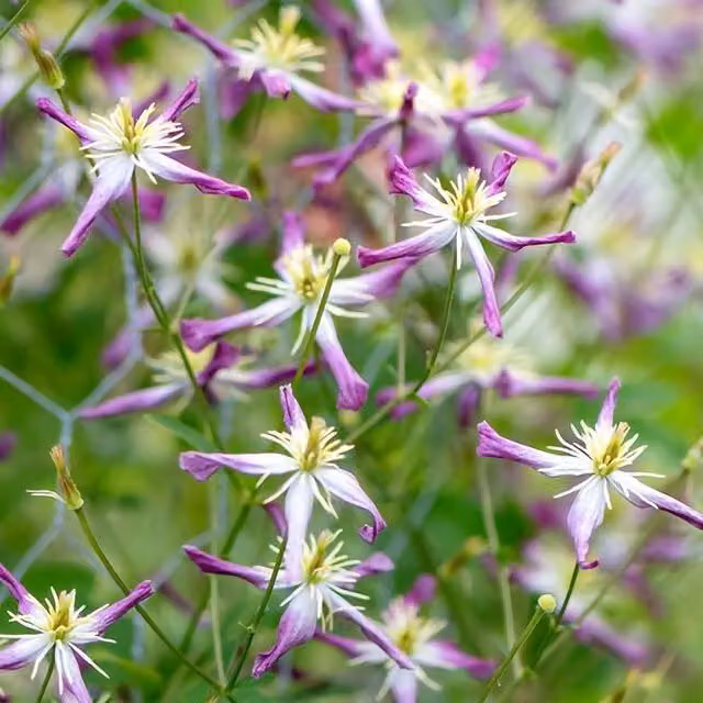 Plant Theory Clematis Rubromarginata Triternata Purple Flowering Climber Vine Plant, Green