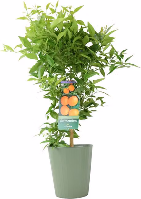 Plants by Post Citrus Clementine Fruiting Tree in 5L Pot