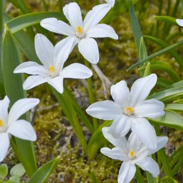 Plants By Post Chionodoxa Luciliae Alba White Ornamental Bulbs, Pack of 30