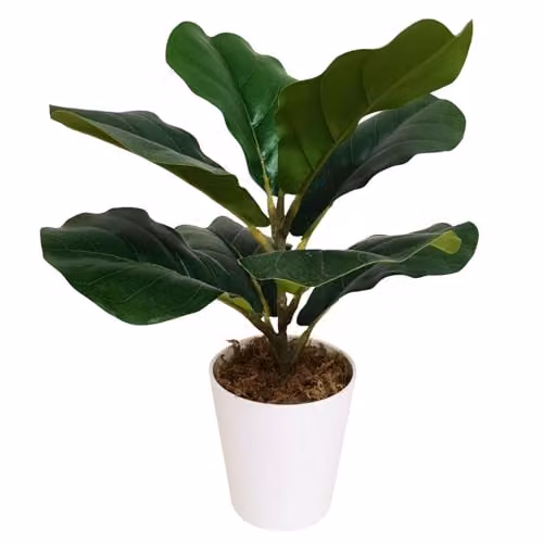 Leaf UK Realistic Artificial Fiddle Fig Potted Plant, Green, Height: 38 cm – 3