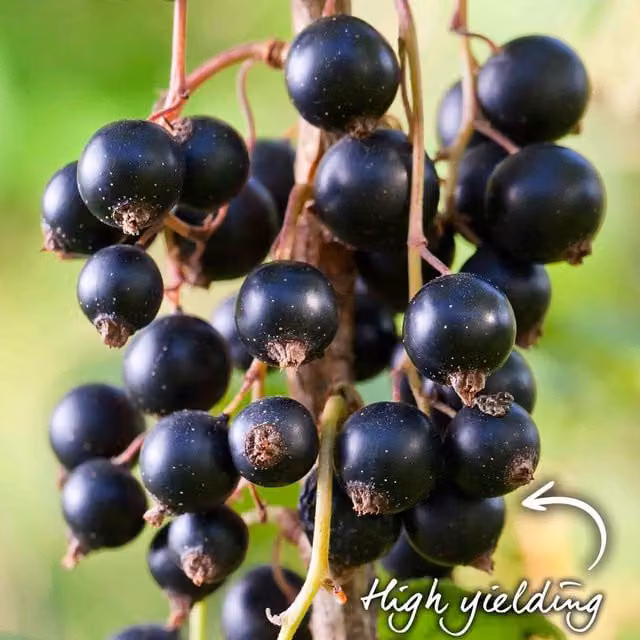 Marshalls Garden Titania Hardy Blackcurrant Patio Fruit Plant