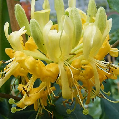 Thompson & Morgan Hardy Perennial Honeysuckle Scentsation Deciduous Flowering Climber, 2 x 3 Litre Pots