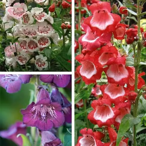 Thompson and Morgan Penstemon Ice Cream Collection Hardy Perennial with 9 Jumbo Plugs and 10 Flower Seeds in Beige and Multicolour