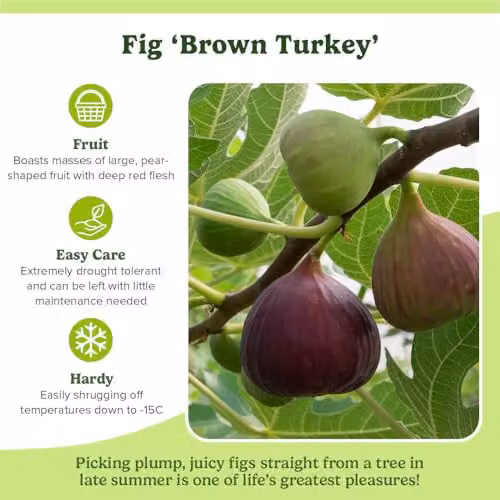 YouGarden Brown Turkey Fig Tree Standard Established Fruit Plant in 3 Litre Pot – 5