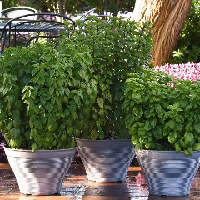 Marshalls Garden Everleaf Emerald Towers Genovese Basil Seeds, 30 Seeds