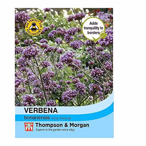 Thompson and Morgan Verbena bonariensis Purple Hardy Perennial Flower Seeds, 200 Seeds – 3