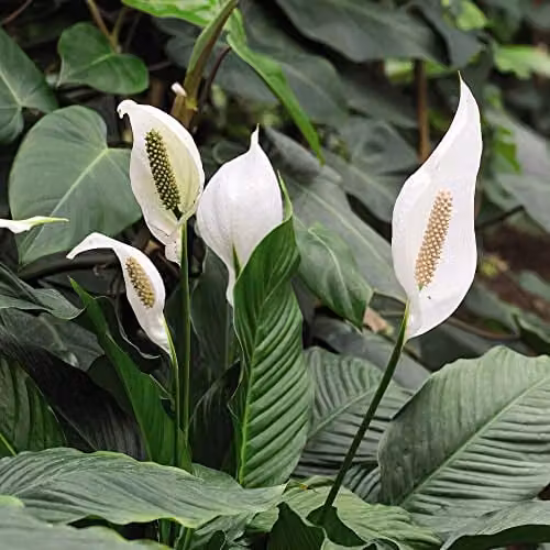 Thompson and Morgan Peace Lily Spathiphyllum Torelli Indoor House Plant with White Blooms, 3 x 12cm Pots – 1