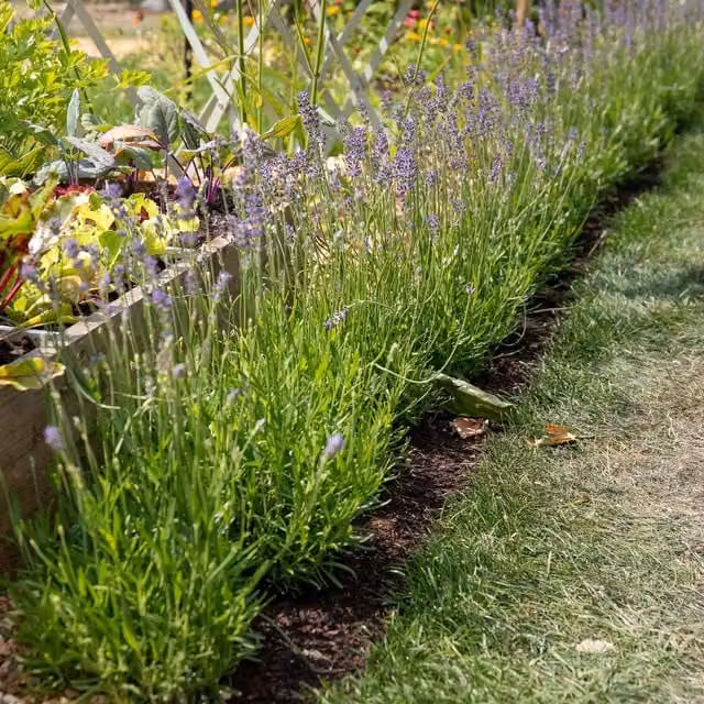 Unwins Munstead Strain Lavender Flower Seeds, Green and Purple
