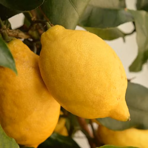 YouGarden Citrus Lemon Fruit Tree with Fragrant Flowers in a 20cm Pot – 4