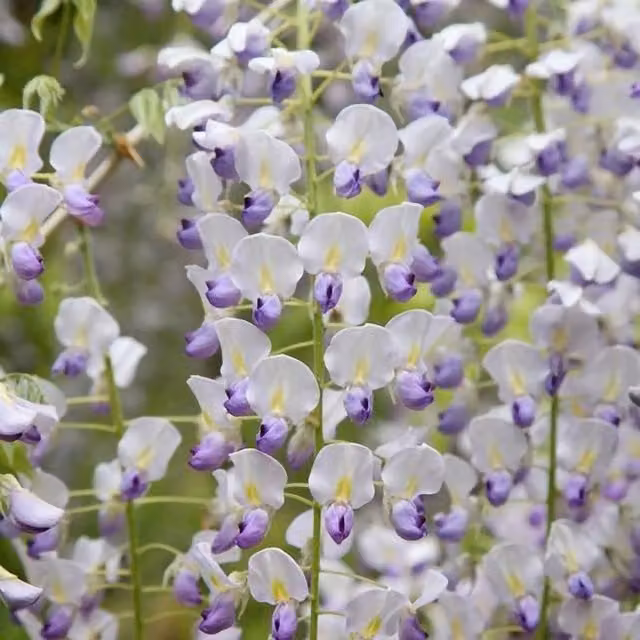 Plant Theory Wisteria Floribunda Multijuga Japanese White Flowering Climber Plant, Green
