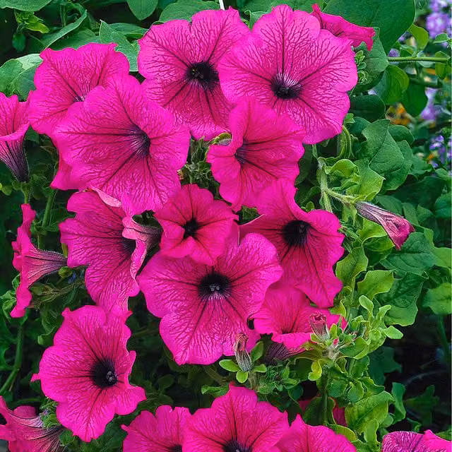 Plants By Post Petunia Surfinia Hot Pink Trailing Bedding Plants, Pack of 3, 9cm Pots
