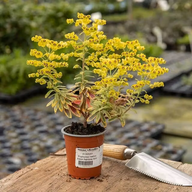 Marshalls Garden Euphorbia Martinii Ascot Rainbow Potted Plant with Variegated Foliage and Lime-Green Flowers, 9cm, Green