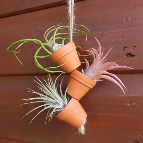 Thompson & Morgan Set of 6 Multicolour Ceramic Hanging Tillandsia Air Plant Mini Pots – 2