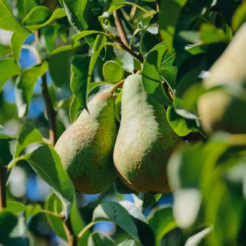 Thompson & Morgan Conference Pear Tree, Self-Fertile Compact Variety, 24cm Potted Plant