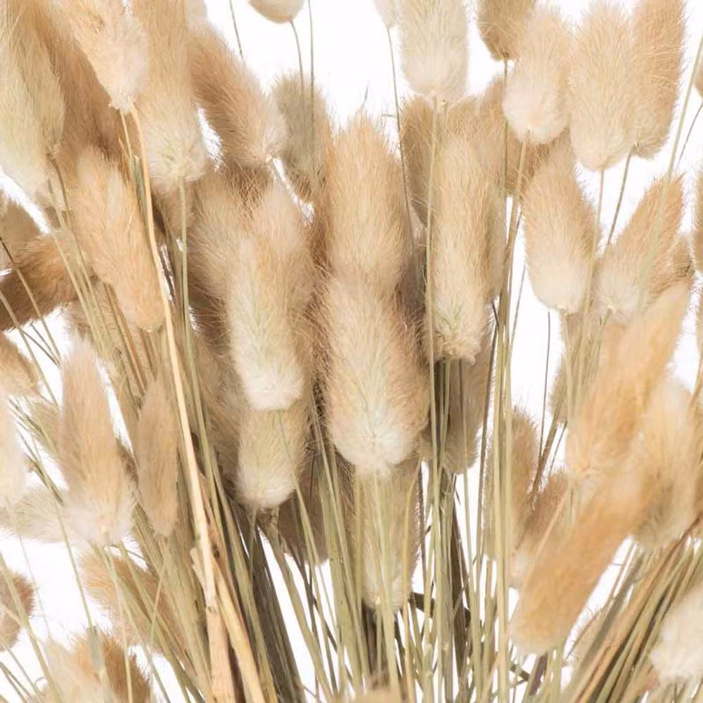 Lemon Pavilion Dried Bunny Tail Artificial Plant Bunch of 40, Height: 60 cm, Natural Beige – 2