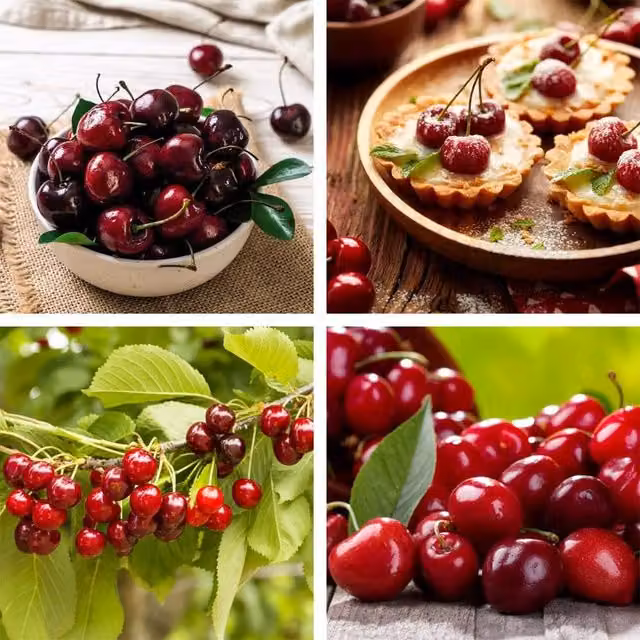 Thompson & Morgan Prunus Sylvia Cherry Fruit Tree with Red and White Fruit