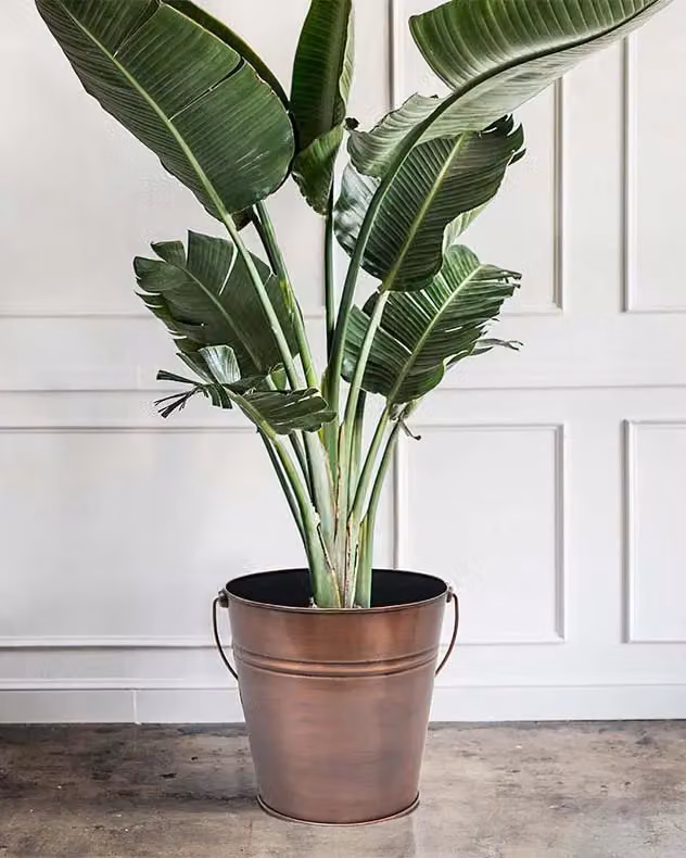 Dibor Antique Copper Metal Bucket Planter Pot in Bronze and Brown, Diameter: 31 cm, Height: 31 cm – 2