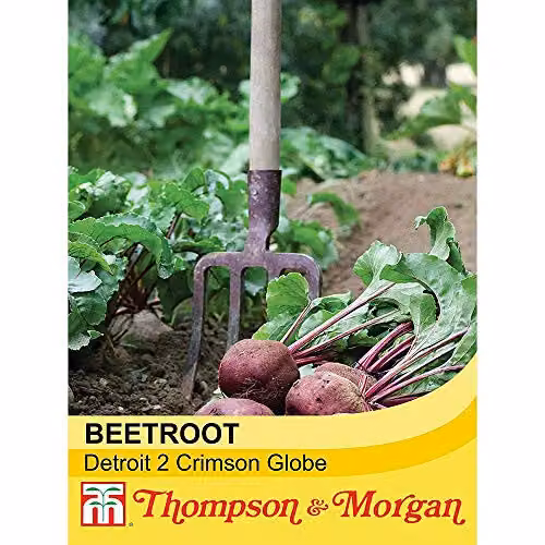 Thompson and Morgan Detroit 2 Crimson Globe Beetroot Seeds, Red, 250 Seeds – 2
