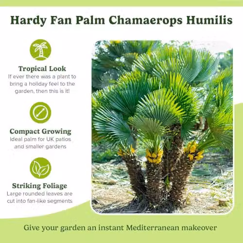 YouGarden Hardy Fan Palm Chamaerops humilis, Green Ornamental Tree in 20cm Pot, 60-80cm Tall – 5
