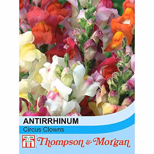 Thompson and Morgan Antirrhinum majus Circus Clowns Snapdragon Multicolour Flower Seeds, 200 Seeds – 2