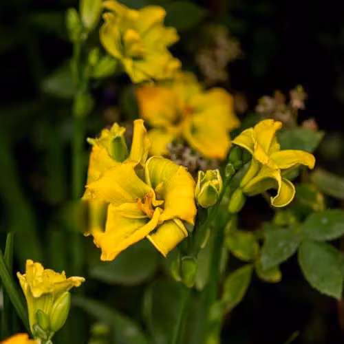 Thompson and Morgan Hemerocallis See You Tomorrow Daylily, Hardy Yellow Perennial, 2 x 2 Litre Pots – 2