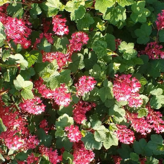 Direct Plants Ribes Pulborough Scarlet Pink Ornamental Garden Shrub