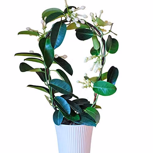 Thompson and Morgan Stephanotis Floribunda Fragrant White Star Shaped Climbing Plant in a 11cm Pot