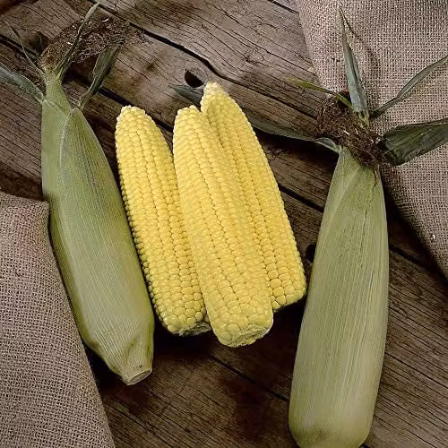 Thompson and Morgan Sweetcorn Swift F1 Hybrid Extra Tender and Sweet Yellow Vegetable Seeds, 30 Seeds