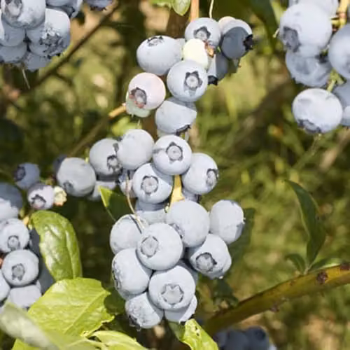 Thompson & Morgan Blueberry Duke RHS Award Winning Early to Mid-Season Variety, 3 x 9cm Pots – 3