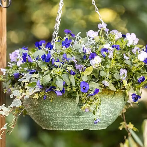 Garden Gear Sage Green Glazed Effect Hanging Basket with 50cm Three Way Metal Chain, Diameter: 35 cm – 3