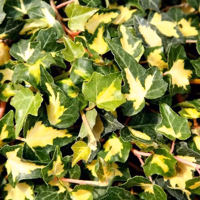 Plant Theory Hedera Helix Oro di Bogliasco Evergreen Vine Climbing Plant, Green
