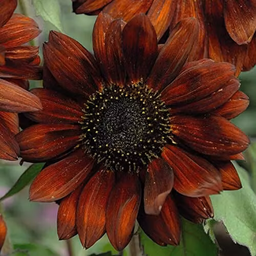 Thompson and Morgan Sunflower Helianthus annuus Velvet Queen Seeds, Red and Orange Blooms, 18 Seeds per Packet