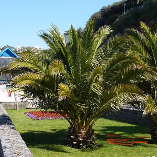 YouGarden Phoenix Palm Tree, 55-75cm Tall, in a 14cm Pot