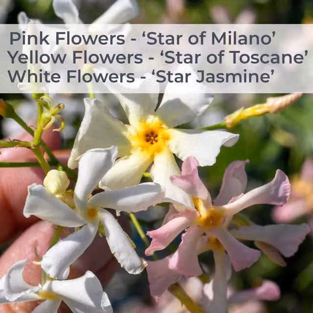 Marshalls Garden Star Jasmine Star of Toscane Trachelospermum jasminoides Yellow Evergreen Fragrant Climber