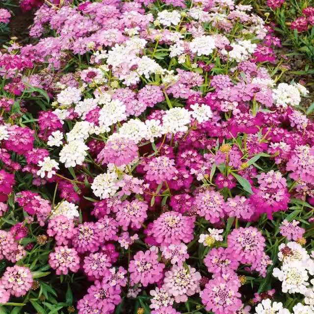 Unwins Dwarf Fairy Mix Candytuft Ornamental Flower Seeds, Multicolour and Green